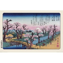 Cerezos de Japón